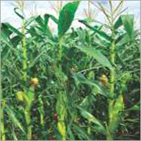 Maize Fodder