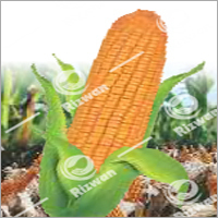 Hybrid Maize