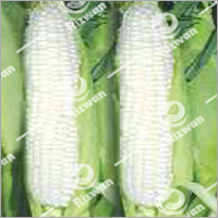 Hybrid Maize -Harsha (white)