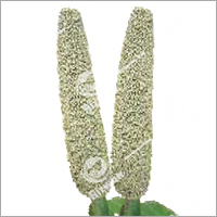 multicut bajra RSB-9587