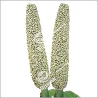 multicut bajra RSB-9587