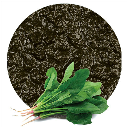 Beverage Green Spinach Paste