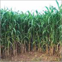 Sorghum Sudan Grass -Rss-117 (Red)