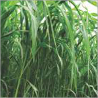 Sorghum Sudan Grass -Fast Grass (White)