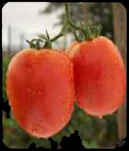 Tomato F1-Tejas-1002