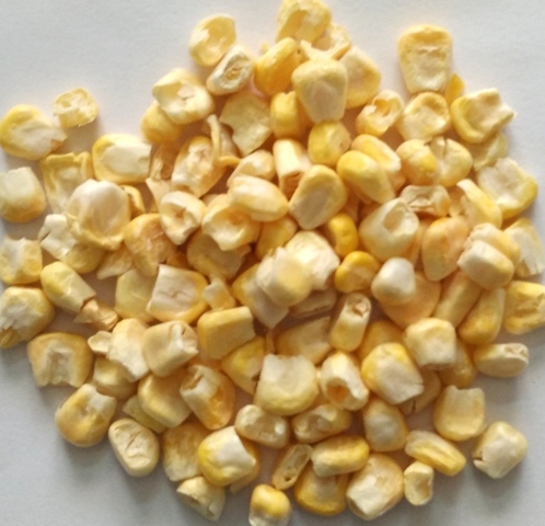Cold Dried Sweet Corn By AUM AGRI FREEZE FOODS