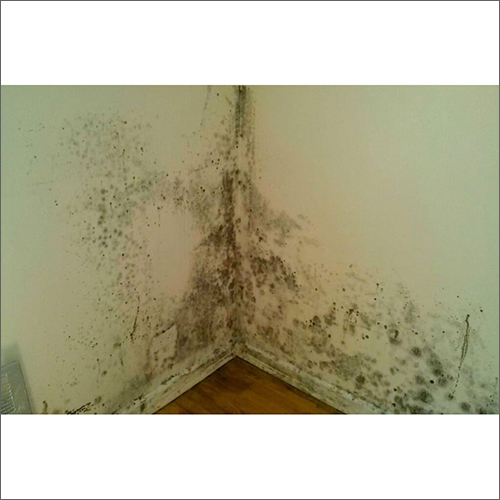 Anti Fungal and Mold Removal Pest Control Services By RAJDHANI PEST CONTROL SERVICES
