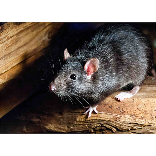 Rat and Rodent Pest Control Services