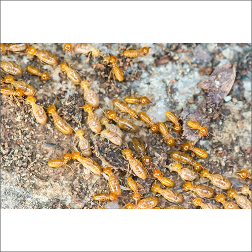 Anti-Termite Treatment Pest Control Services By RAJDHANI PEST CONTROL SERVICES