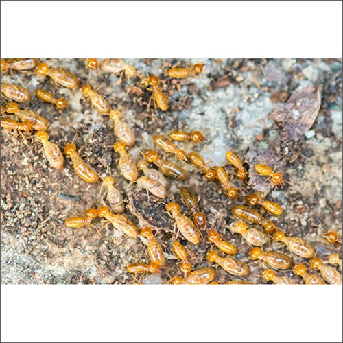 Termite Control Services