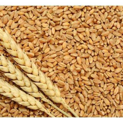 wheat grain