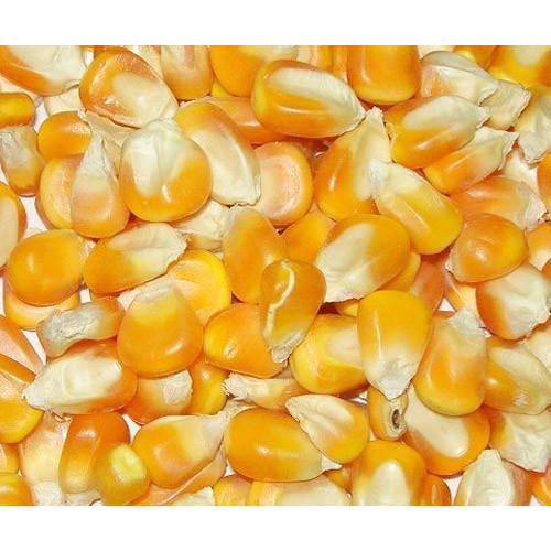 Yellow Maize