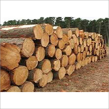 Solid Pine Wood Log