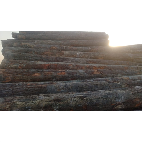 Uruguay Pine wood Log