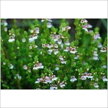 Natural Eyebright Extract