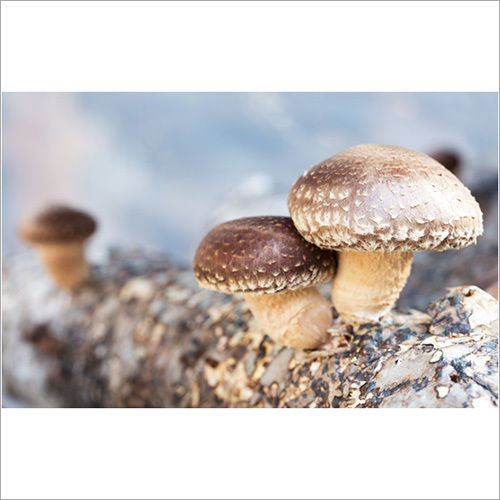 Shiitake Extract Powder