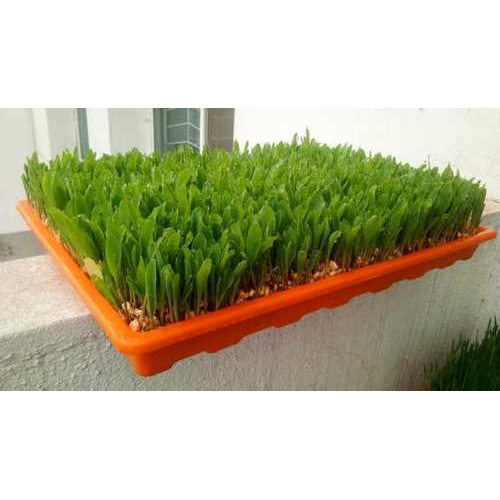 Hydrophonic fodder production