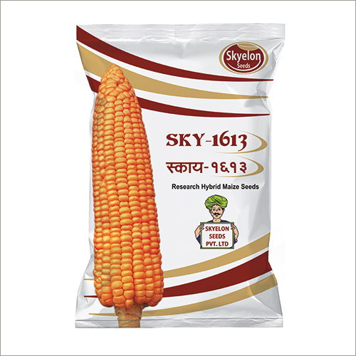 Hybrid Maize Seeds By SKYELON SEEDS PVT. LTD.