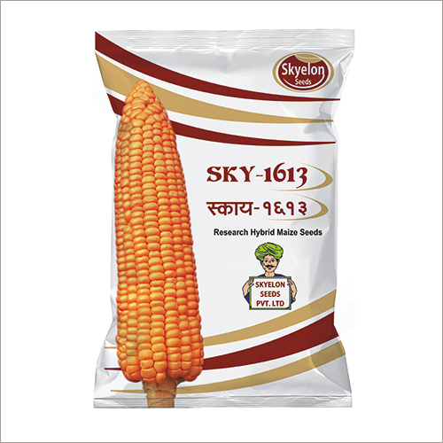 Hybrid Maize Seeds