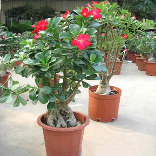 Adenium Obesum Plant