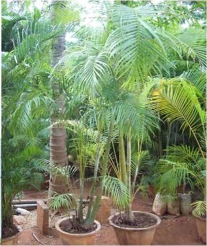 Areca Outdoor Plant