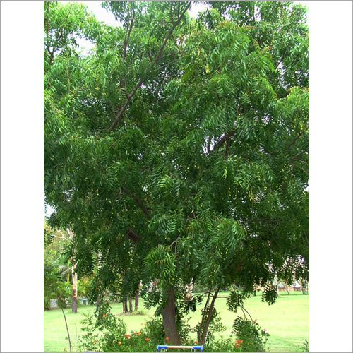 Azadirachta Indica Neem Tree