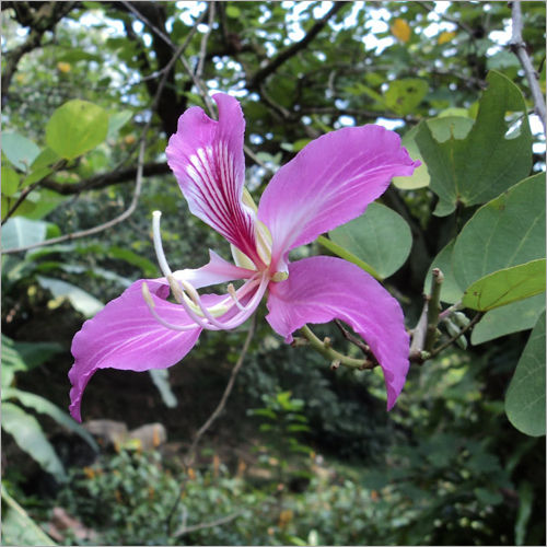 Bauhinia Purpurea Plant