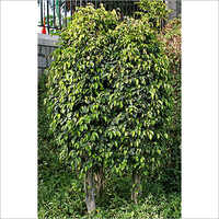 Round Shape Ficus Benjamina Plant