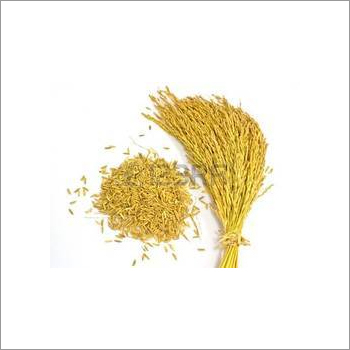 Organic Rice Paddy Seed