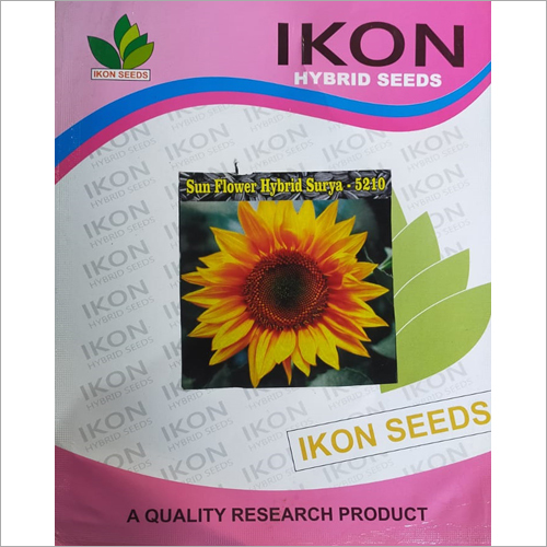 Common Surya 5210  Sun Flower Hybrid Seeds