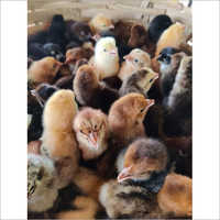 Sonali Chicks - Black & Brown Healthy Baby Chicks | Nutritionally Fed, Expertly Supervised
