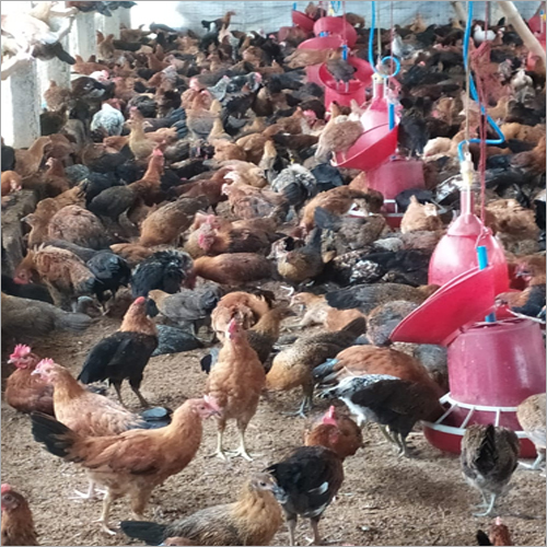 Sonali Poultry Farm Chicken