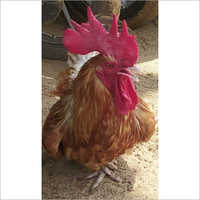 Sonali Hybrid Poultry Chicken
