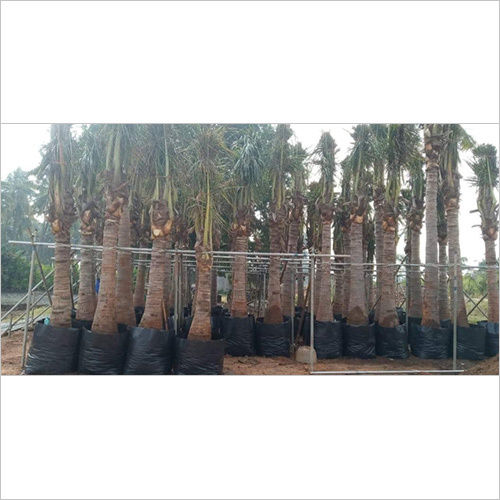 Fresh Date Palm Tree