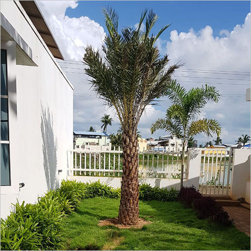 Well Water Date Palm Tree