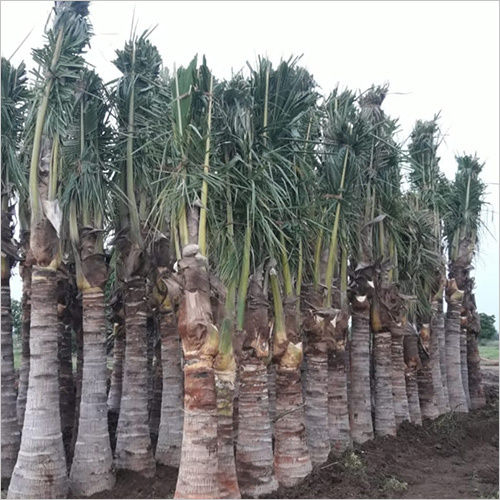 Settled Date Palm Tree