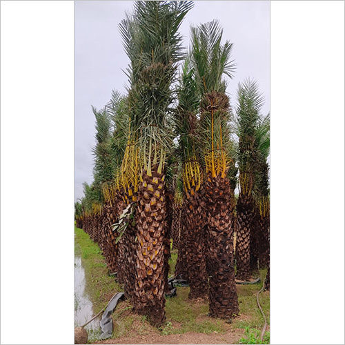 Decorative Date Palm Tree