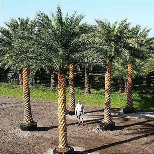 Alkaline Date Palm Tree