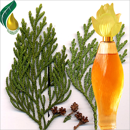 Morpankhi  (Thuja) Oil