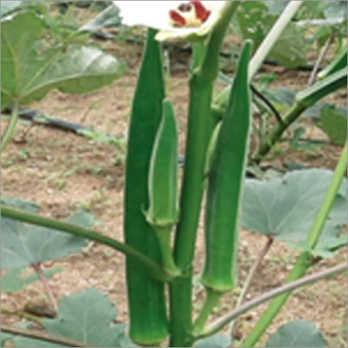 Common Hybrid Lady Finger Seeds