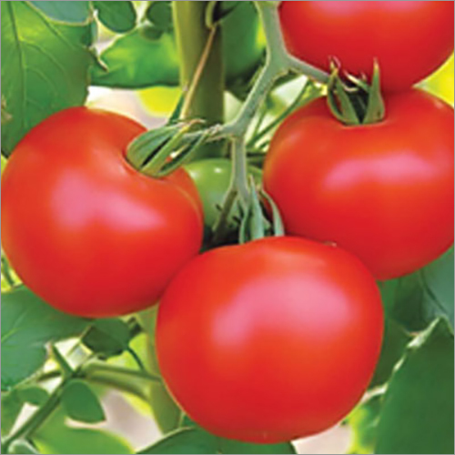 Hybrid Tomato Seeds