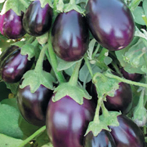 Hybrid Brinjal Seeds