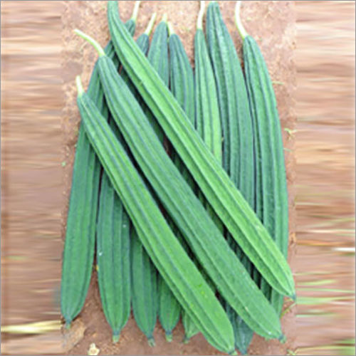 Ridge Gourd Seeds - Common Variety, High Yield and Nutrient-Rich Vegetables