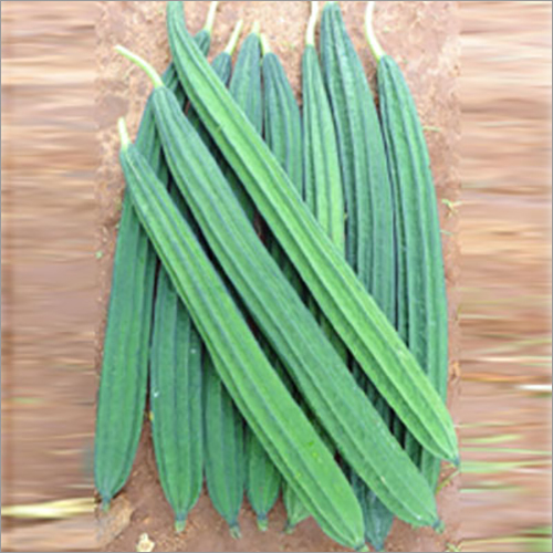 Hybrid Ridge Gourd Seeds