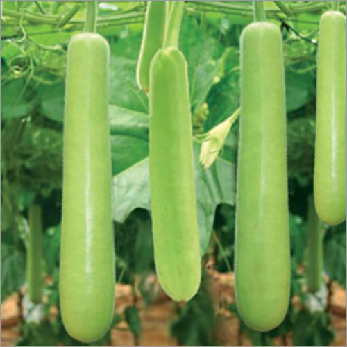 Common Hybrid Bottle Gourd Seeds