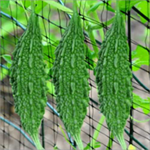 Hybrid Bitter Gourd Seeds
