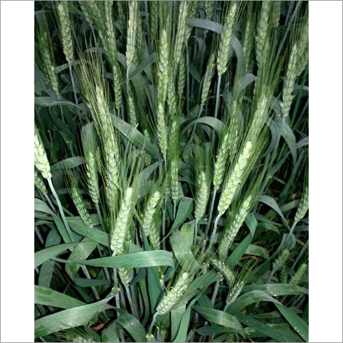 Hybrid Wheat Seeds