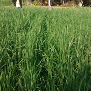 Improved Wheat Seeds