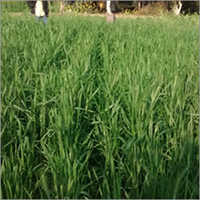 Improved Wheat Seeds