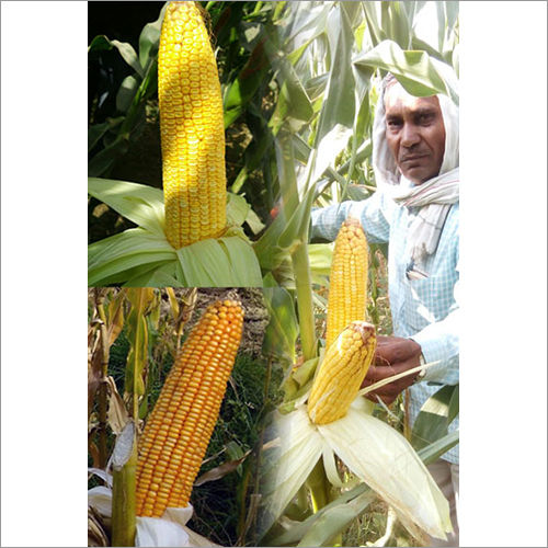 Cornetto 7123 Hybrid Maize Seeds Admixture (%): .01